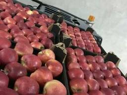 Яблоки из Польши