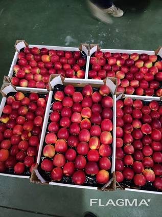 Продам яблоки с Польши